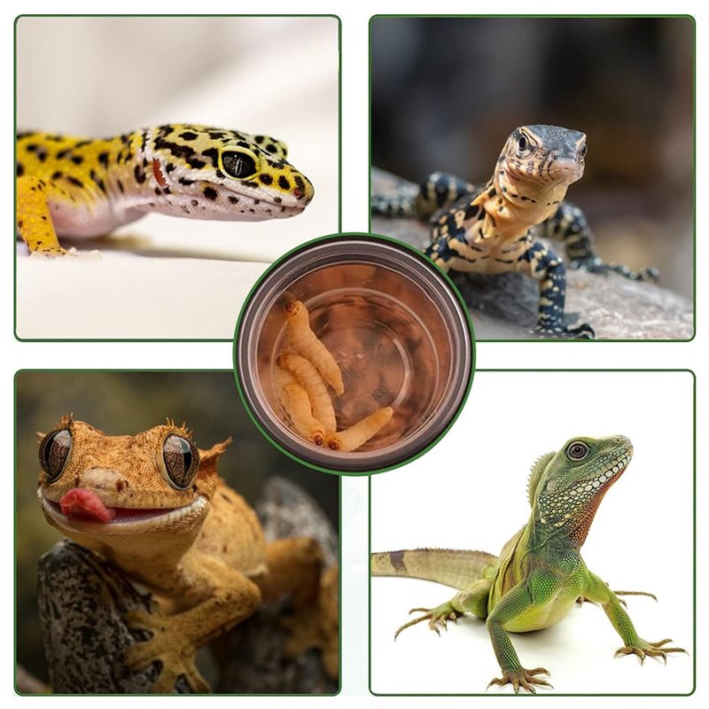 A26F-Feeding Cups, 120 Pcs Cre - Pet Supplies Is Food recensie en prijs