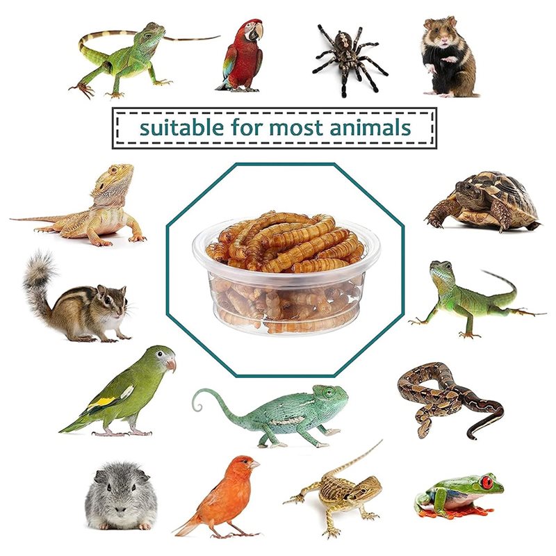 A26F-Feeding Cups, 120 Pcs Cre - Pet Supplies Is Food recensie en prijs